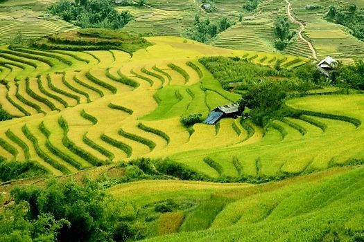 Aroma young glutinous rice of the northwest - ảnh 2